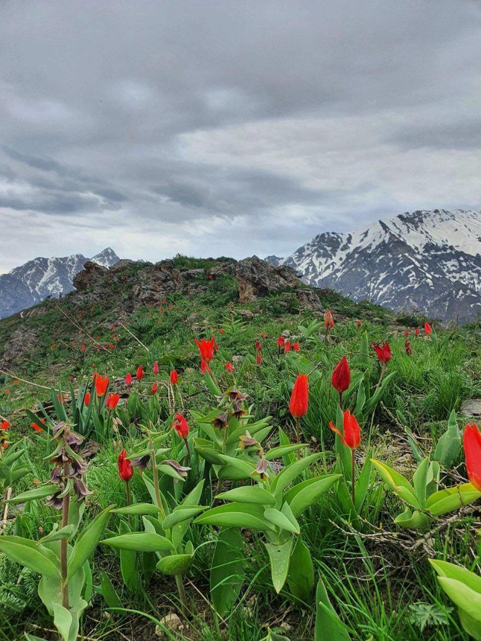 Archazor Mountain Resort Chimgan المظهر الخارجي الصورة